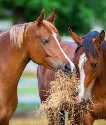 Twee paarden eten samen hooi in een weiland