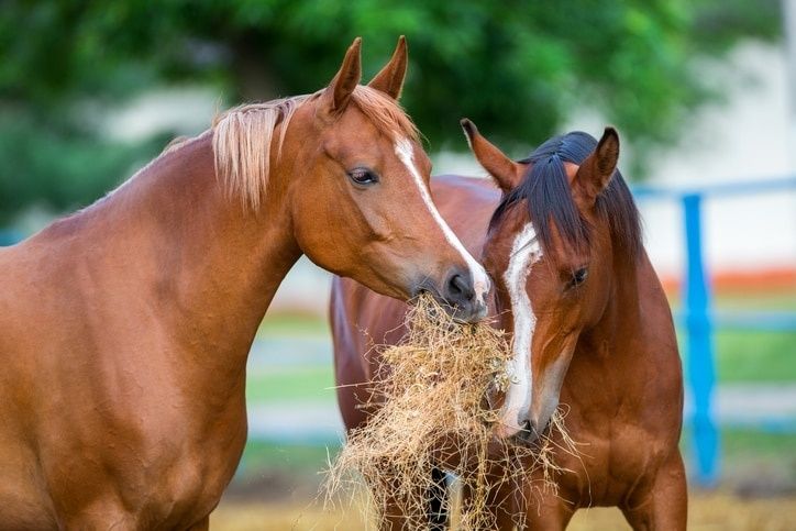 Twee paarden eten samen hooi in een weiland