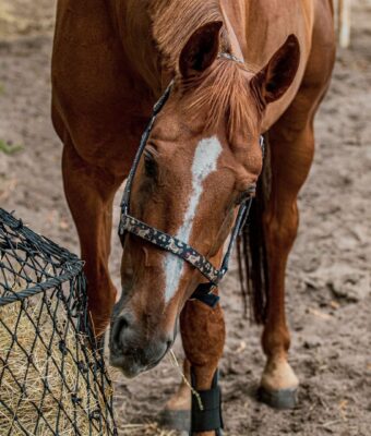 Bruin paard eet hooi uit een zwart slowfeedernet in een stal