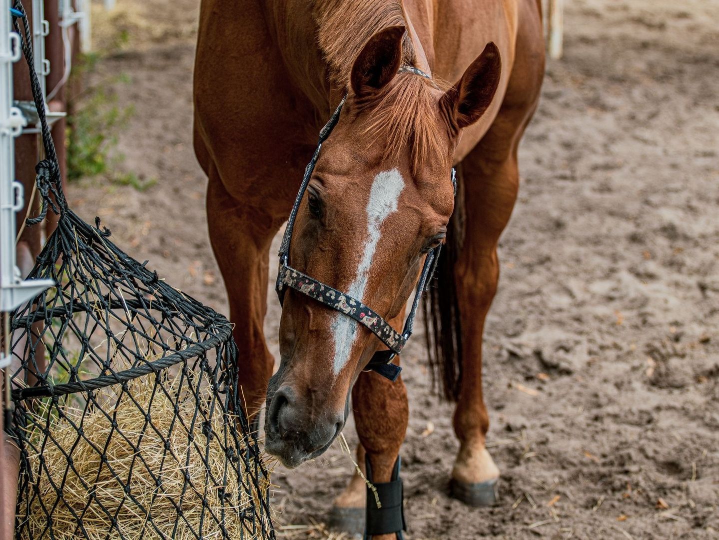 Bruin paard eet hooi uit een zwart slowfeedernet in een stal