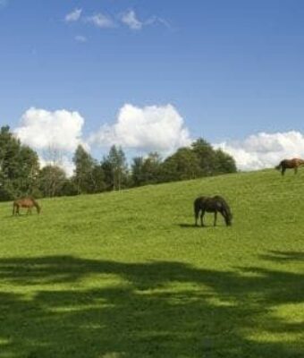Paarden grazen op een groene weide onder een blauwe hemel