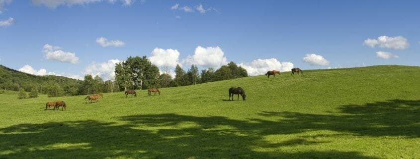 Paarden grazen op een groene weide onder een blauwe hemel