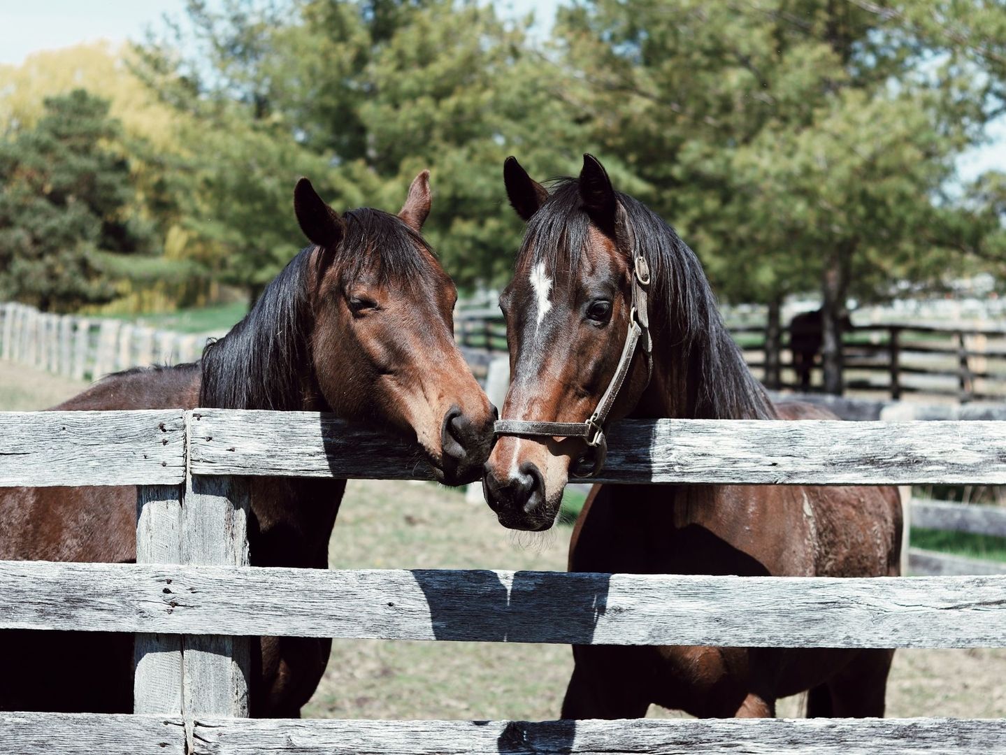 Twee paarden staan dicht bij elkaar achter een houten paddockhek