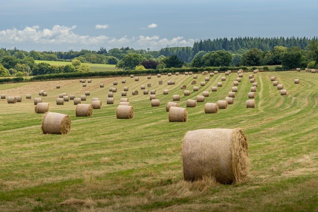 Weiland met veel ronde hooibalen onder een blauwe lucht