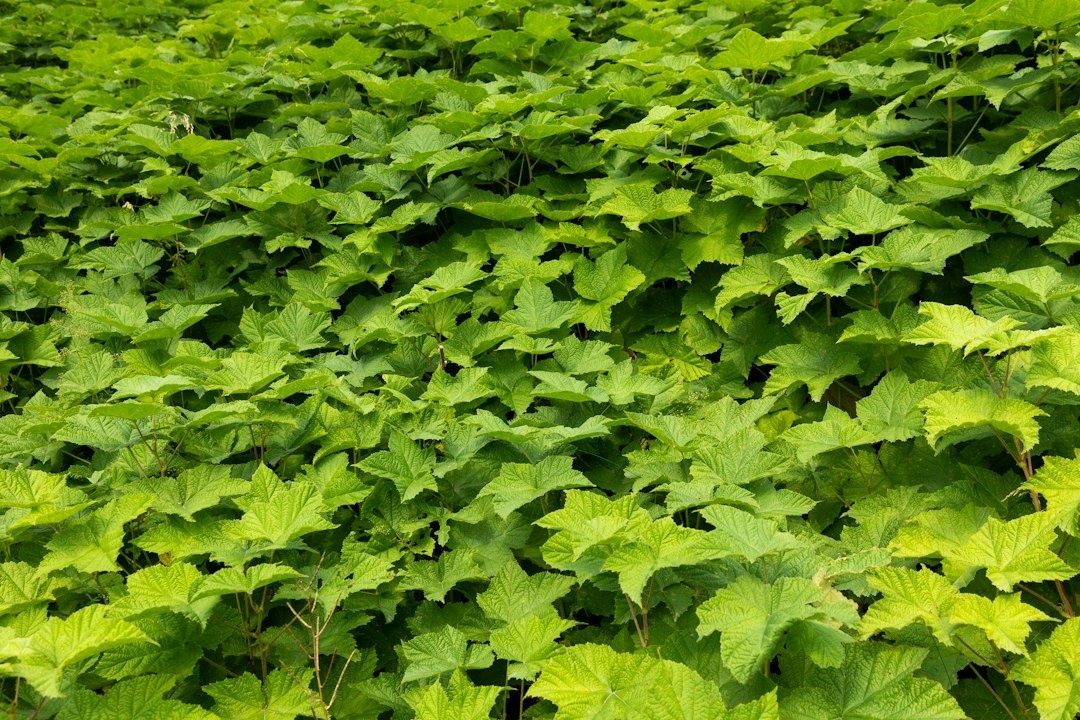 Dichte begroeiing met groene, gelobde bladeren van jonge planten