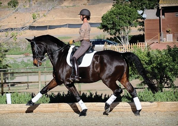Ruiter in dressuurzit op een donker paard tijdens het rijden