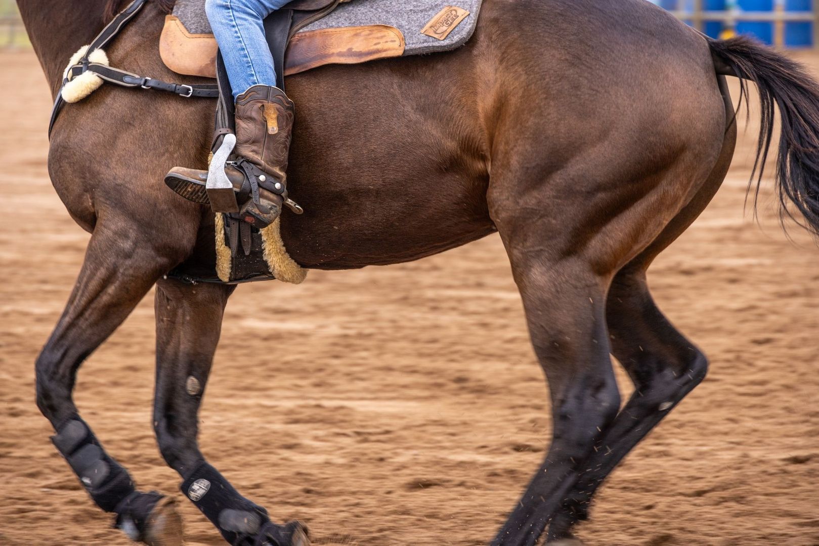 Close-up van een dravend paard met ruiter, zadel en laars
